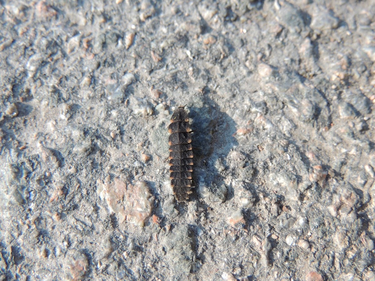 Common Glow-Worm