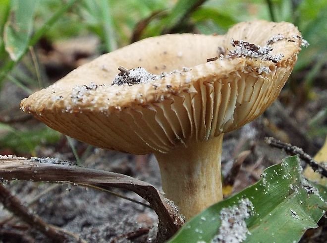 unknown toadstool