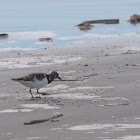 Ruddy turnstone