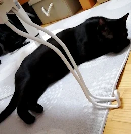 🐱( '-' 🐱 )ﾈｺﾁｬﾝ