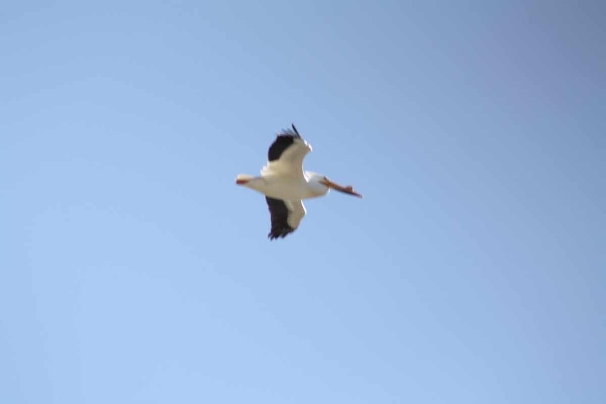 American White Pelican