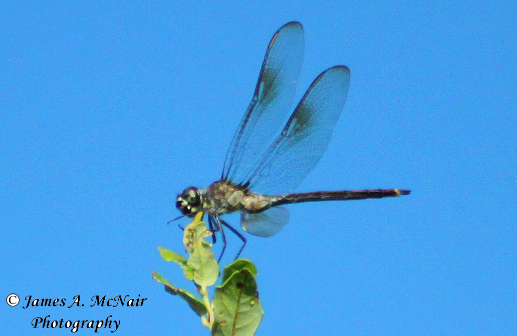 Four-spotted Pennant Dragonfly