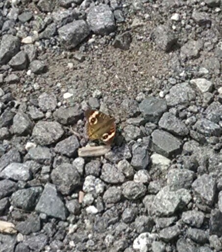 Common Buckeye