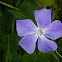 Bigleaf periwinkle