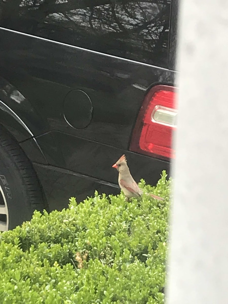 Northern Red Cardinal