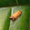 Tiny orange tortricid Moth