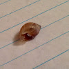 An Empty Snails Shell )