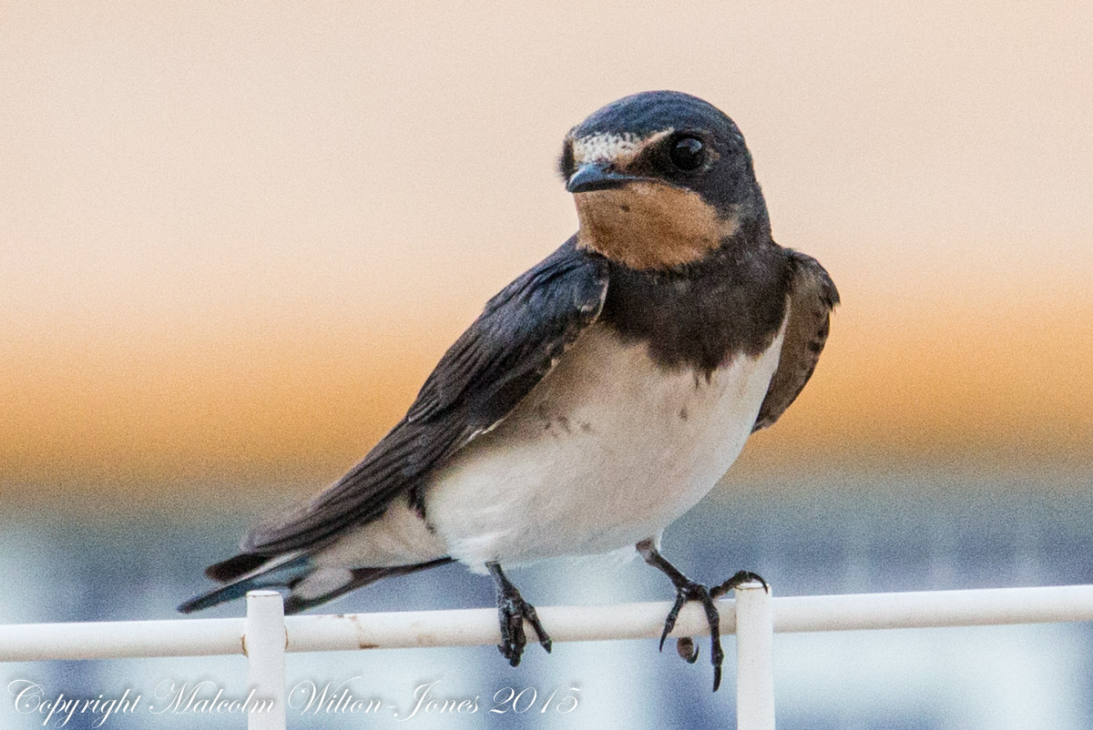 Barn Swallow; Golondrina Común