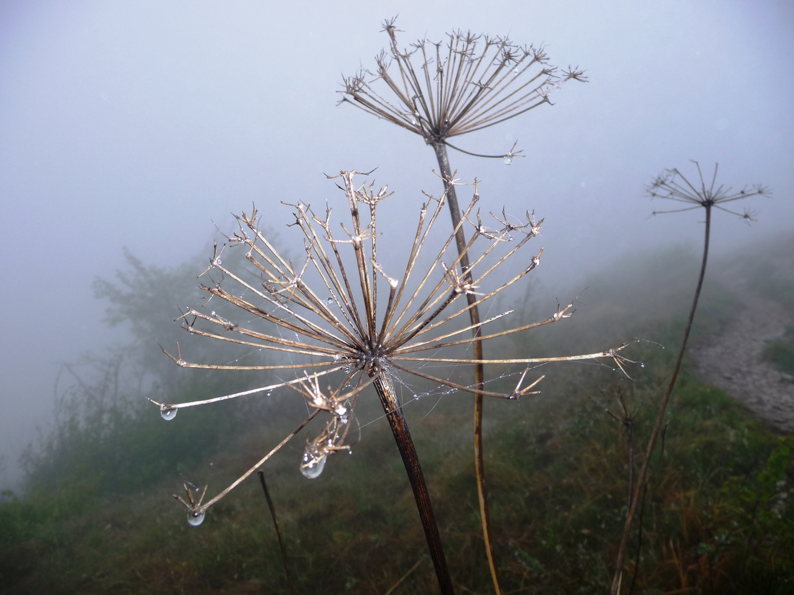 Heracleum  di Laucol