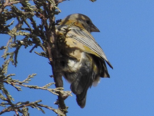 Peruvian Sierra-Finch