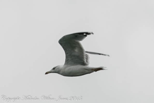 Yellow-legged Gull; Gaviota Patiamarilla