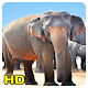 Download elephant wallpaper For PC Windows and Mac 1.0