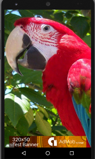 Beautiful Parrots