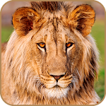 Cover Image of डाउनलोड Lion Wallpaper 1.06 APK