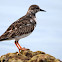 Ruddy Turnstone