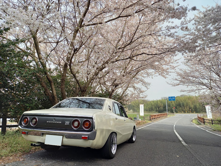 スカイラインの桜と愛車・ケンメリ　ヨンメリ・ドライブに関するカスタム事例の投稿画像1枚目
