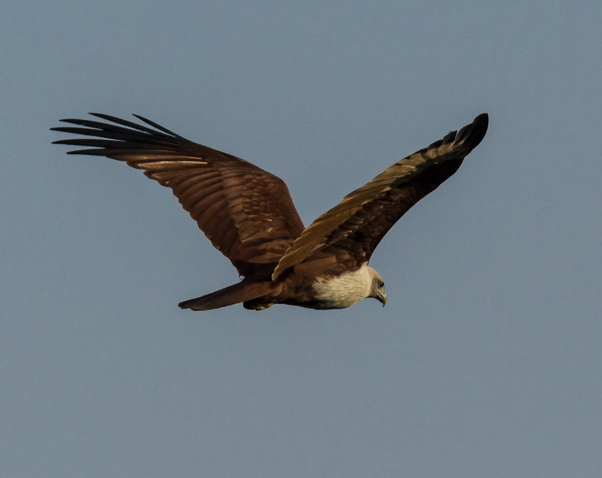 Brahmini Kite