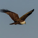 Brahmini Kite