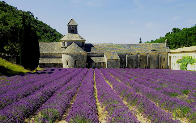 Il colore viola in Provenza.. di Ingles Alberti