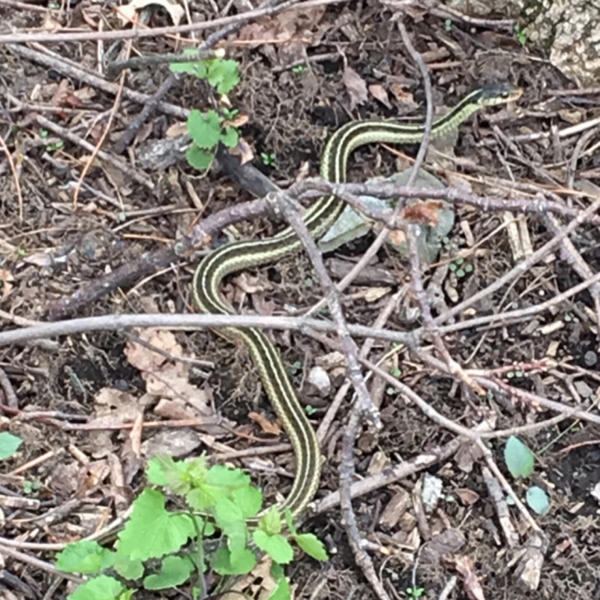 Garter Snake