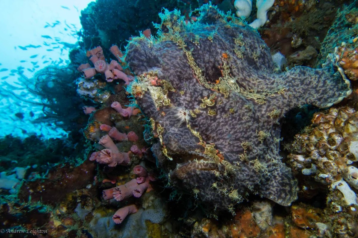 Giant Frogfish