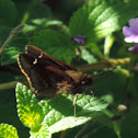 Clouded Skipper