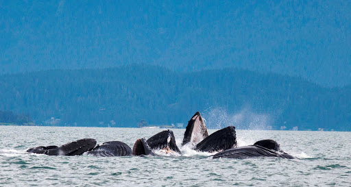 whale-bubble-net.jpg - During the summer, you can spot humpback whales engaging in bubble net feeding. 