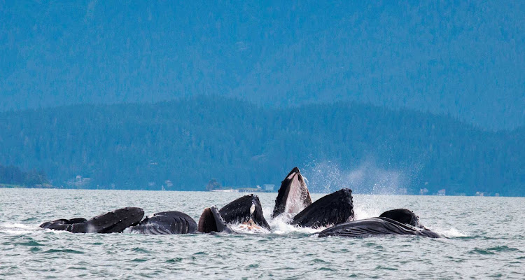 During the summer, you can spot humpback whales engaging in bubble net feeding. 