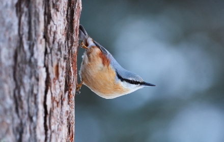 Gazing Bird small promo image