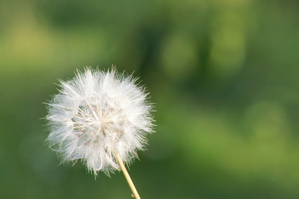 Dandelion di Maddalena94