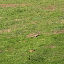 Western Meadowlark