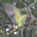 Rose-ringed Parakeet