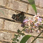 American Painted Lady Butterfly