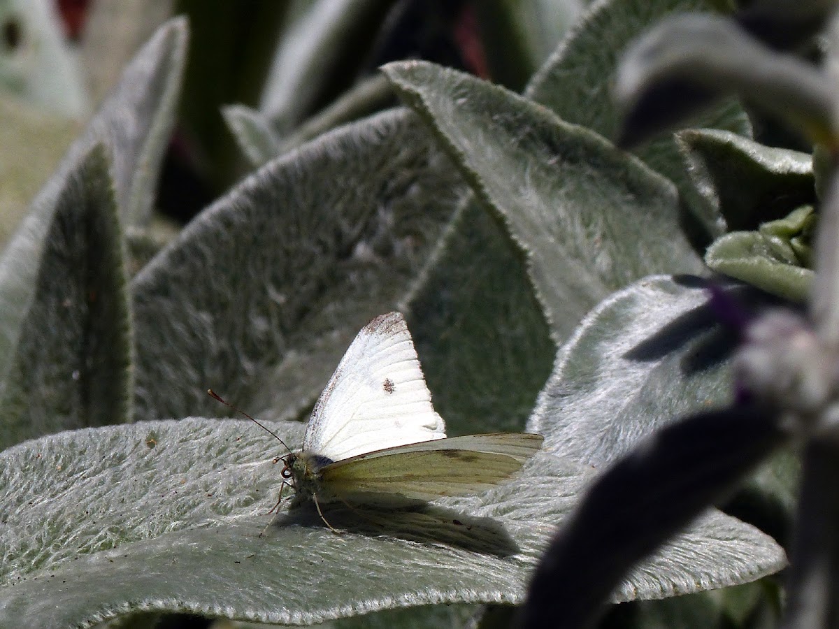 Cabbage White