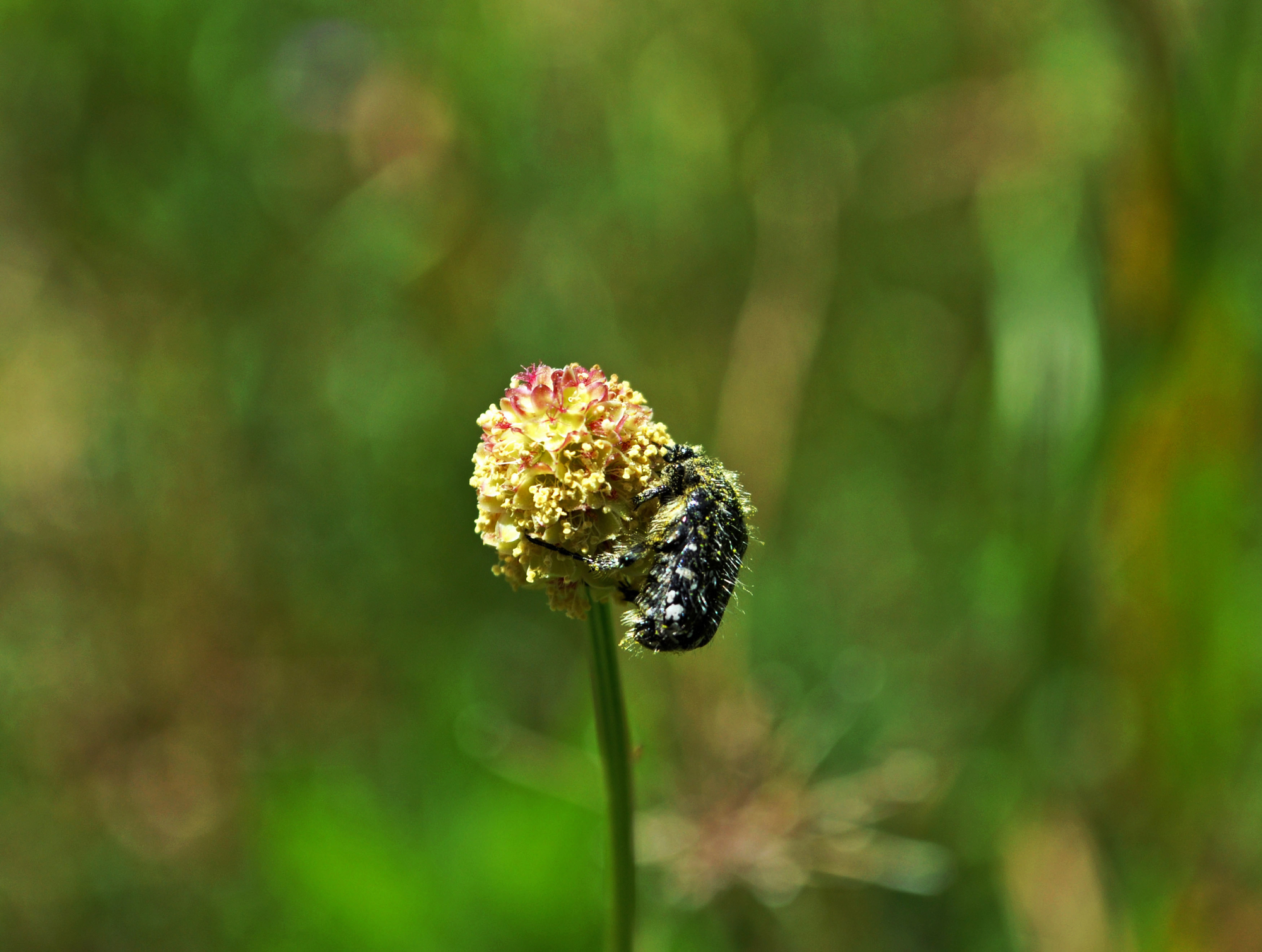 Aggrappati ad un fiore di lorenzo_biag88