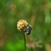 Aggrappati ad un fiore di 