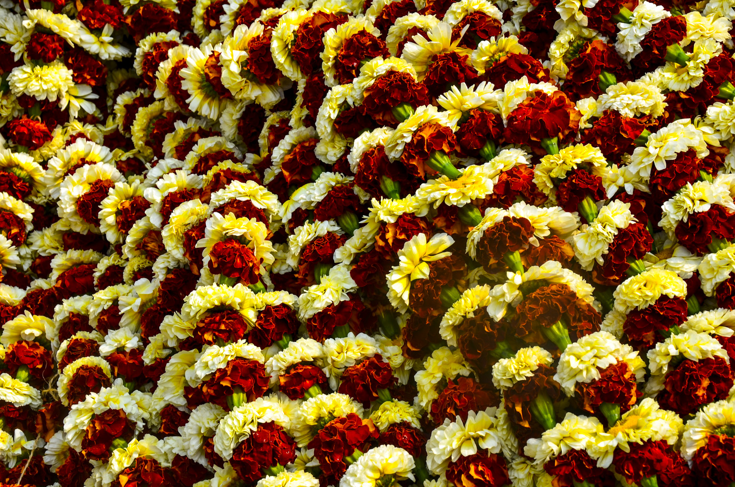 Flowers di MariaGrazia