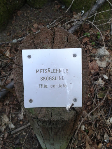 Metsälehmus