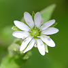 Chickweed