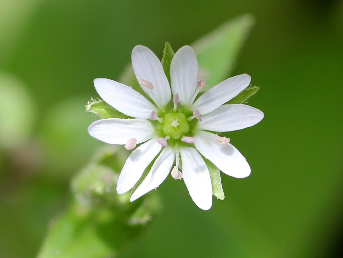 Chickweed