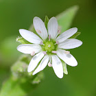 Chickweed