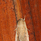 White Speck Moth