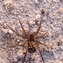 Wolf spider