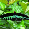 Rajah Brooke's birdwing