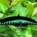 Rajah Brooke's birdwing