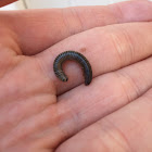 Yellow-Banded Millipede