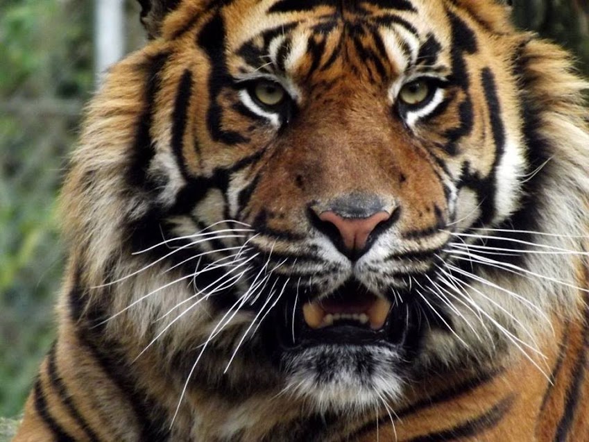 Tigre de Sumatra, la Boissière du Doré - tous droits réservés