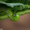 Tobacco Hornworm