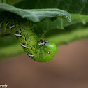 Tobacco Hornworm