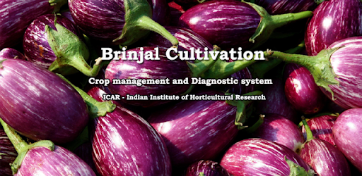 Brinjal Cultivation IIHR